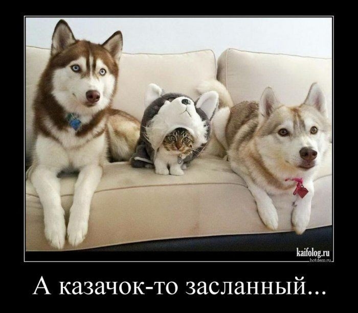 КЩЬЁШ А казачок то засланный