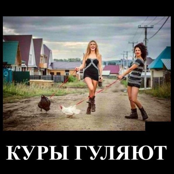 КУРЬ1 ГУЛЯЮТ
