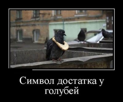 Символ достатка у голубей