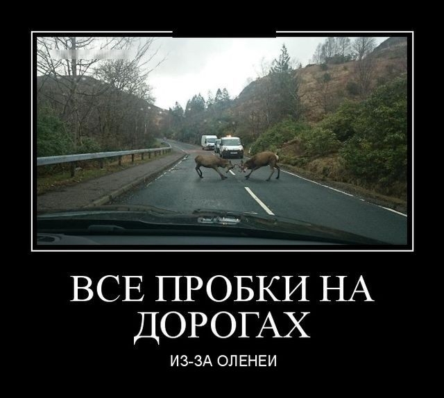 ВСЕ ПРОБКИ НА ДОРОГАХ ИЗ ЗА ОЛЕНЕИ