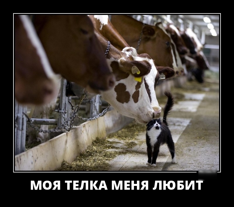 МОЯ ТЕЛКА МЕНЯ ЛЮБИТ