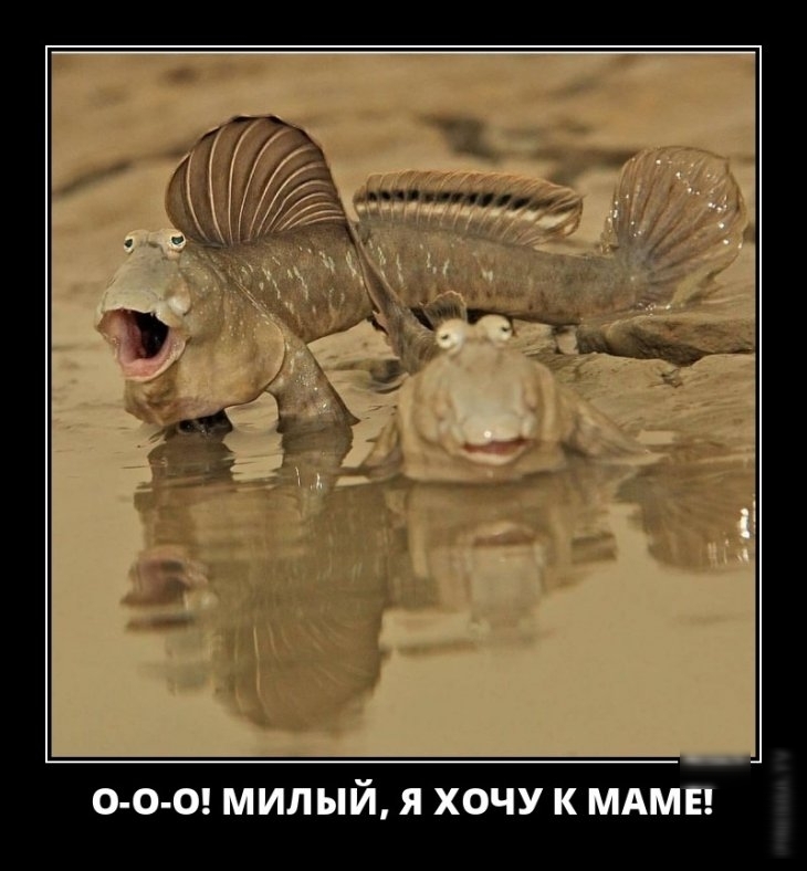 0 0 0 МИЛЫЙ Я ХОЧУ К МАМЕ
