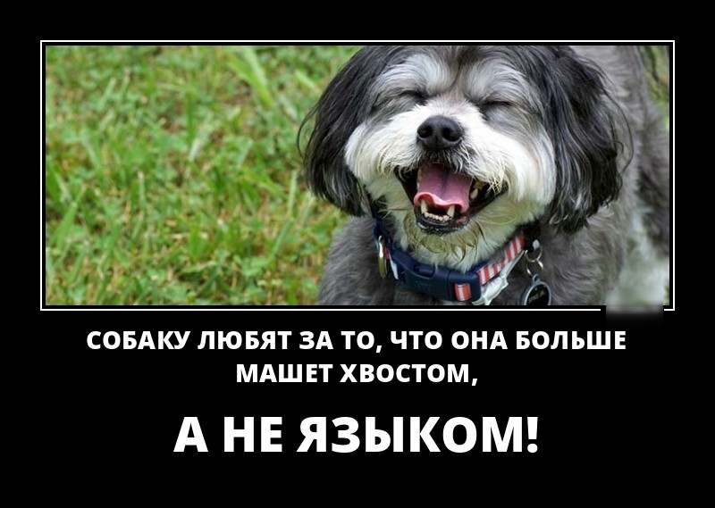к ТТТ СОБАКУ ЛЮБЯТ ЗА ТО ЧТО ОНА БОЛЬШЕ МАШЕТ ХВОСТОМ А НЕ ЯЗЫКОМ
