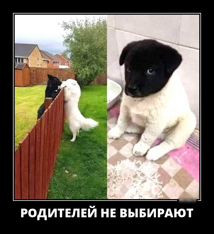 РОДИТЕЛЕЙ НЕ ВЫБИРАЮТ