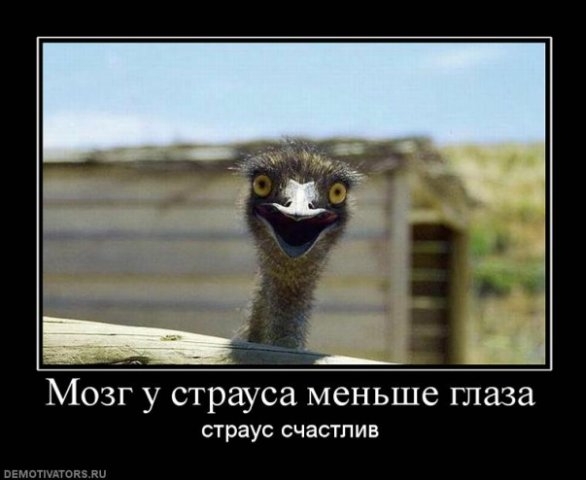 Мозг у страуса меньше глаза СТРЗУС СЧЗСТПИВ