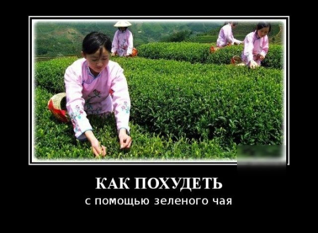 КАК ПОХУДЕТЬ С ПОМОЩЬЮ ЗЕЛЕНОГО чая