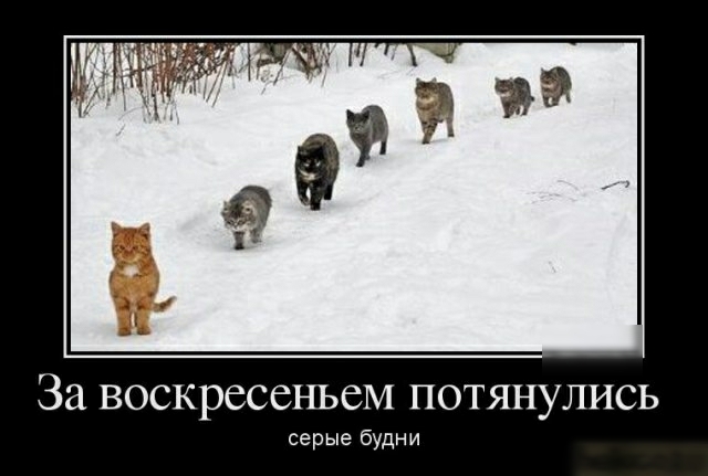 За воскресеньем потянулись серые будни