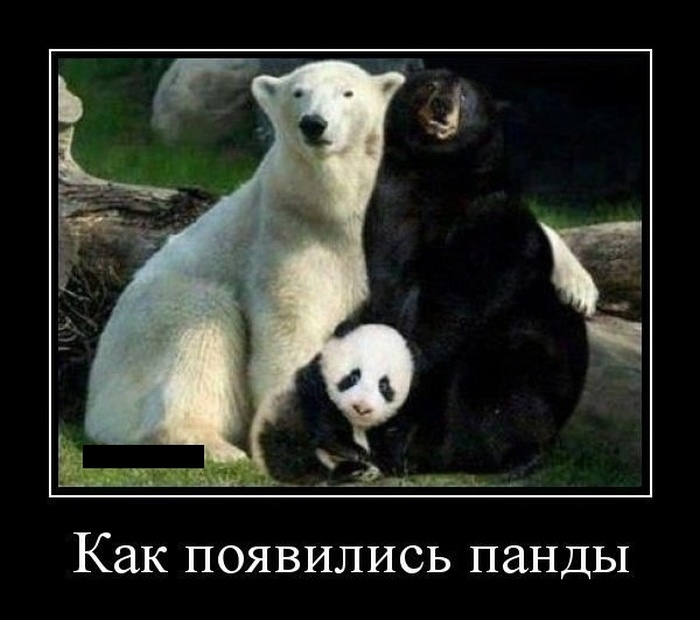 Как появились панды