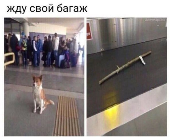 жду свой багаж
