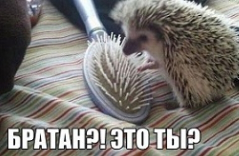 51 вгдіі