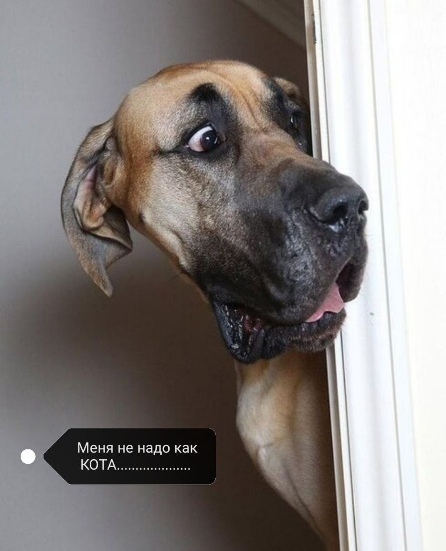Меня не надо как КОТА