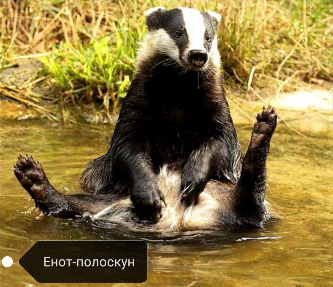 д _ _