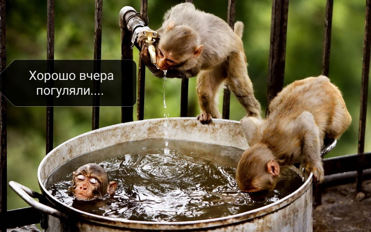 ь _ Ц Хорошо вчера погуляли