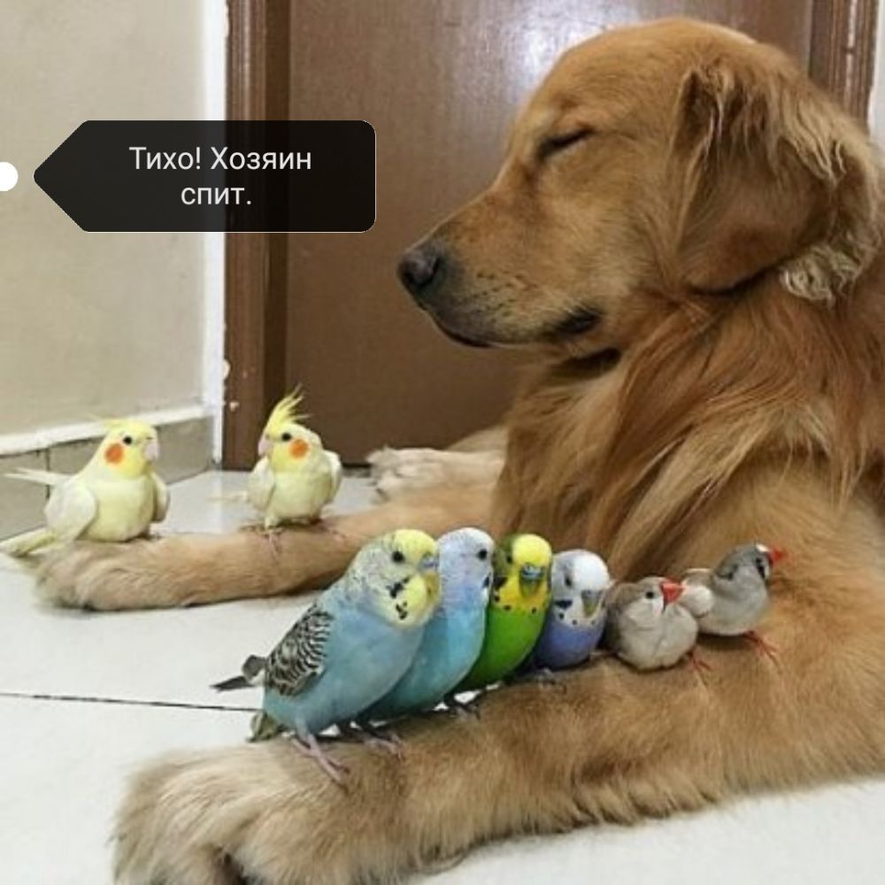 Тихо Хозяин _ спит
