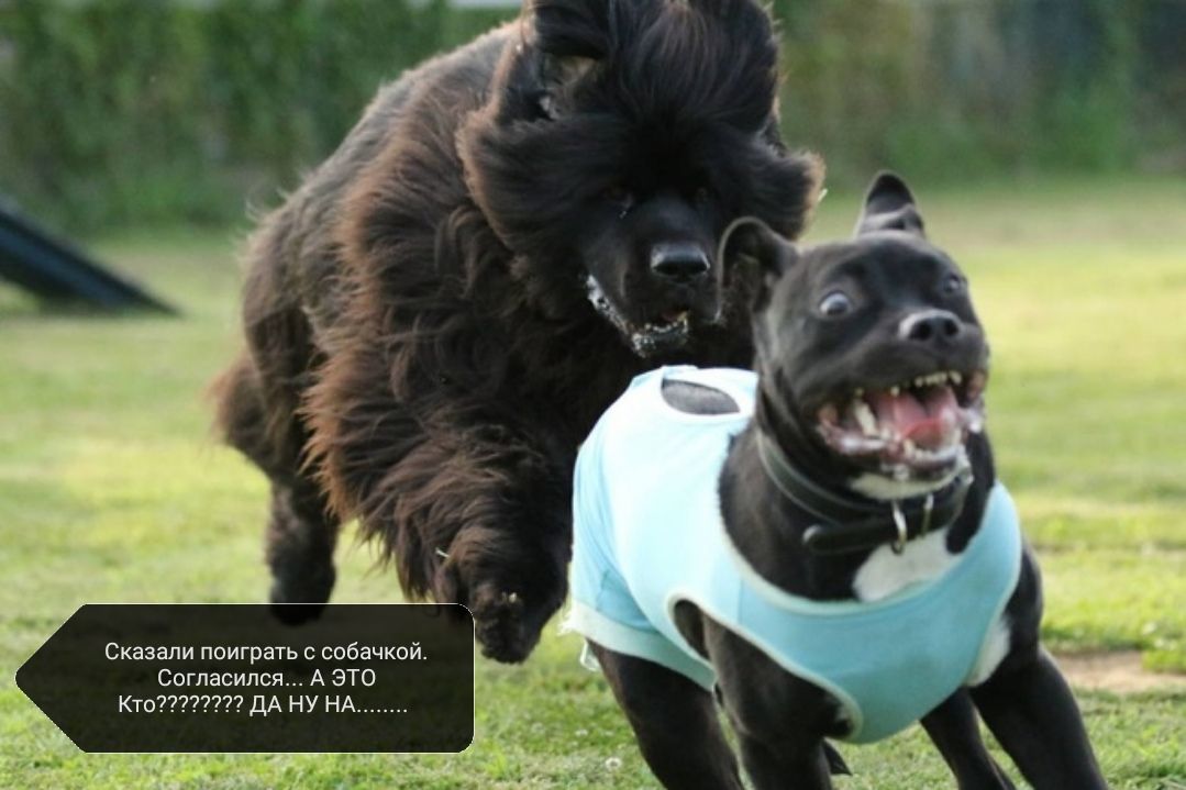 Сказали поиграть с собачкой Согласипся А ЭТО КТО7 дА НУ НА