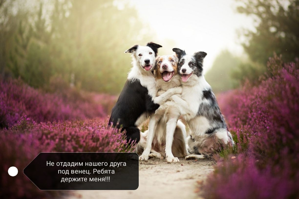 Не отдадим нашего друга под венец Ребята держите меня