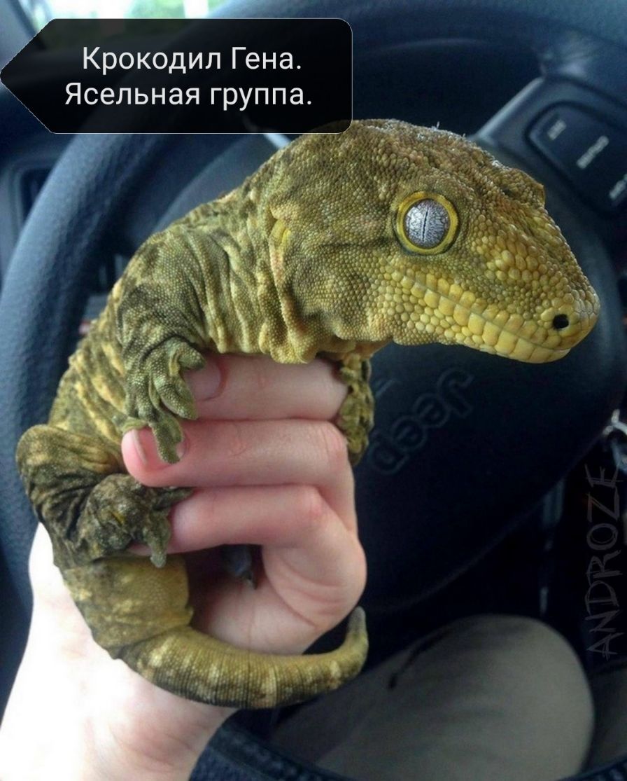 Крокодил Гена Ясельная группа