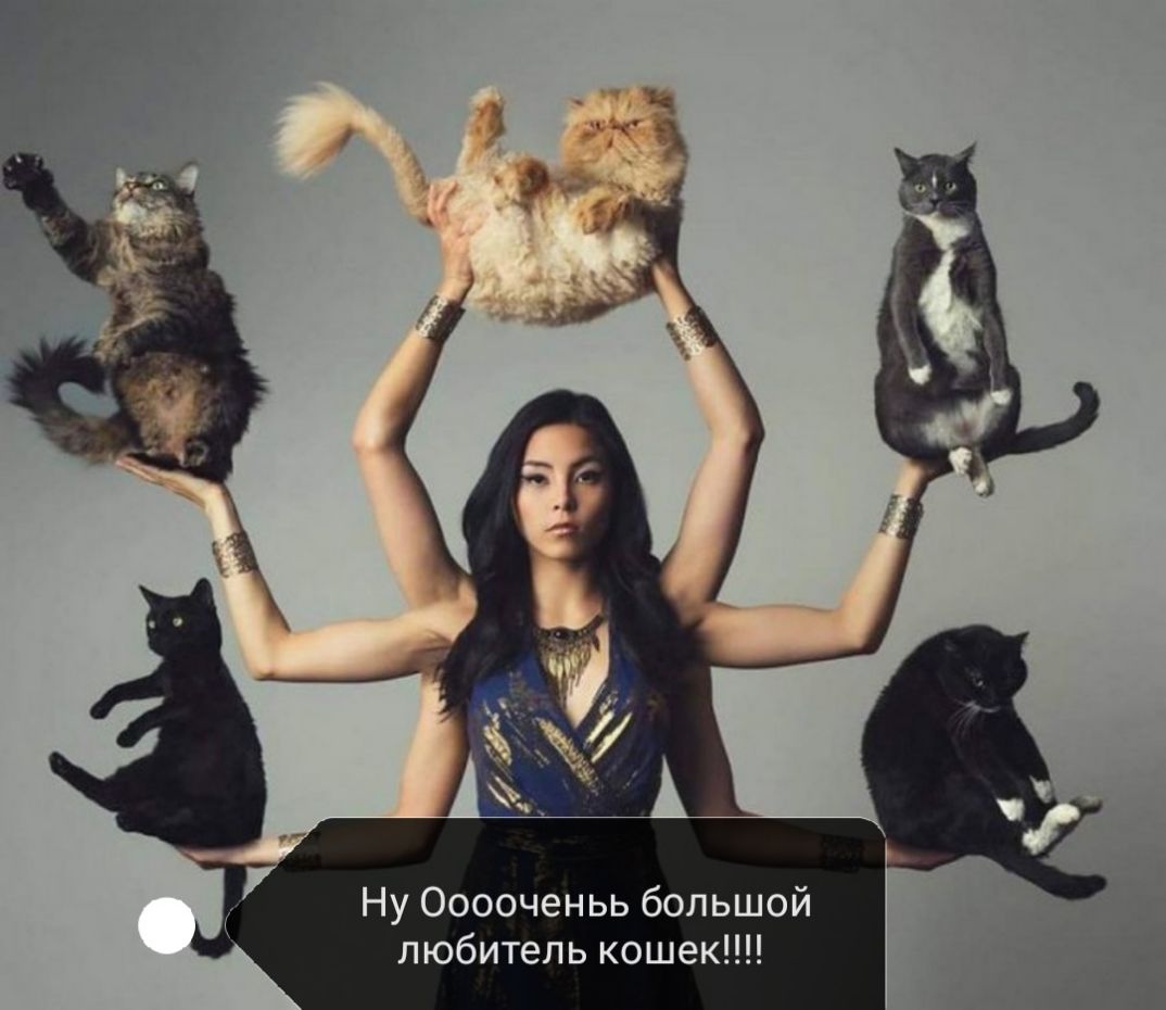 Ну Ооооченьь большой любитель кошек