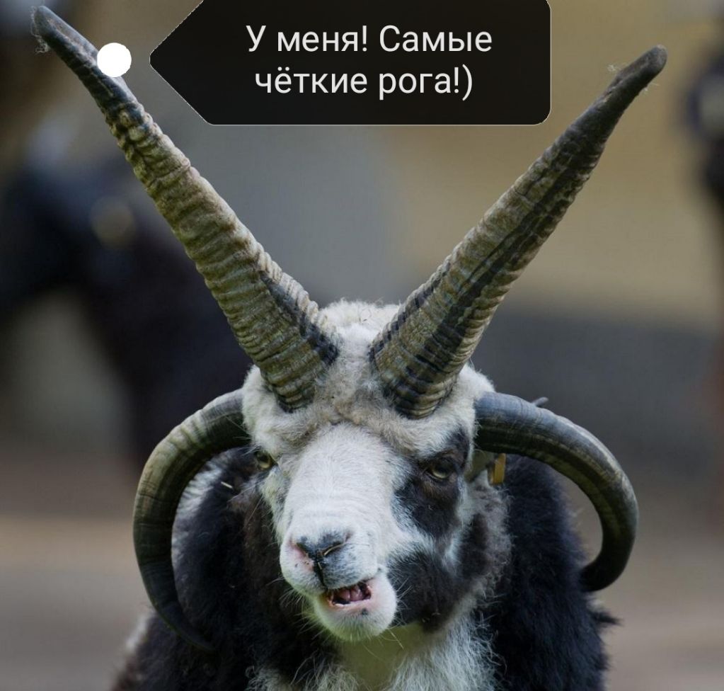 У меня Самые чёткие рога