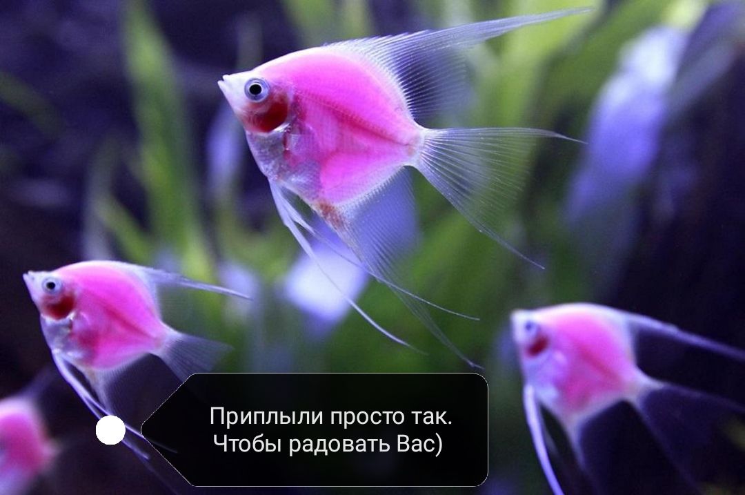 Чтобы радовать Вас Приплыли просто так
