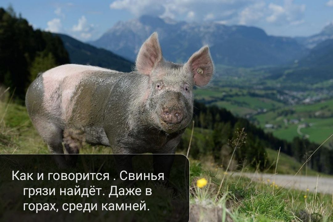 Как и говорится Свинья грязи найдёт Даже в горах среди камней