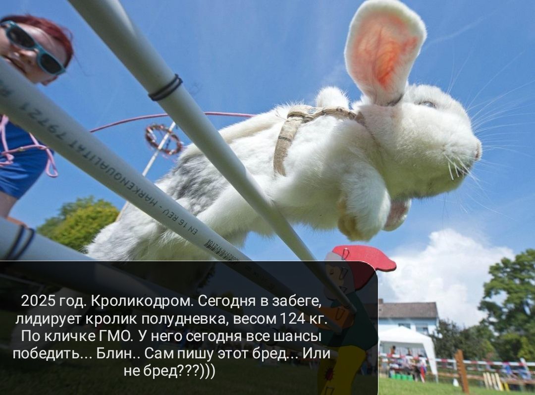 2025 год Кроликодром Сегодня в забеге лидирует кролик полудневка весом 124 кг По кличке ГМО У него сегодня все шансы победить Блин Сам пишу этот бред Или не бред