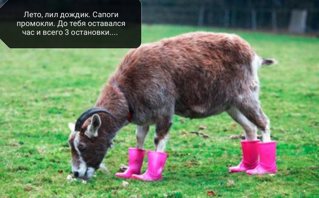 Лето лил дождик Сапоги промокли До тебя оставался час и всего 3 остановки