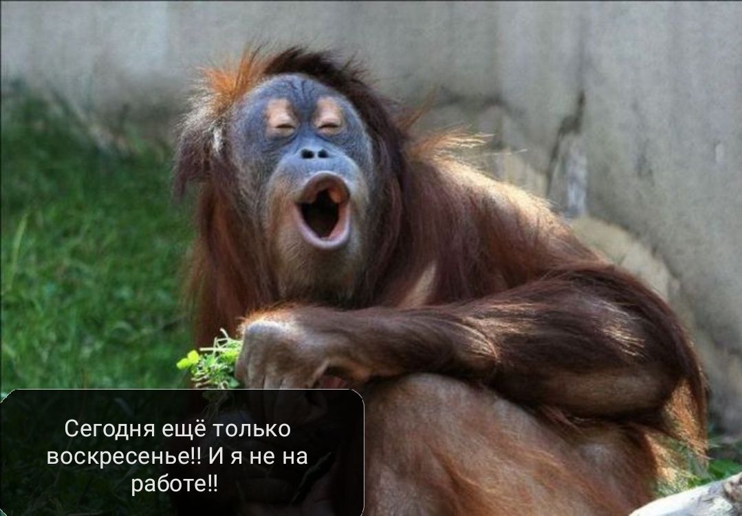 Сегодня ещё только воскресенье И я не на работеп