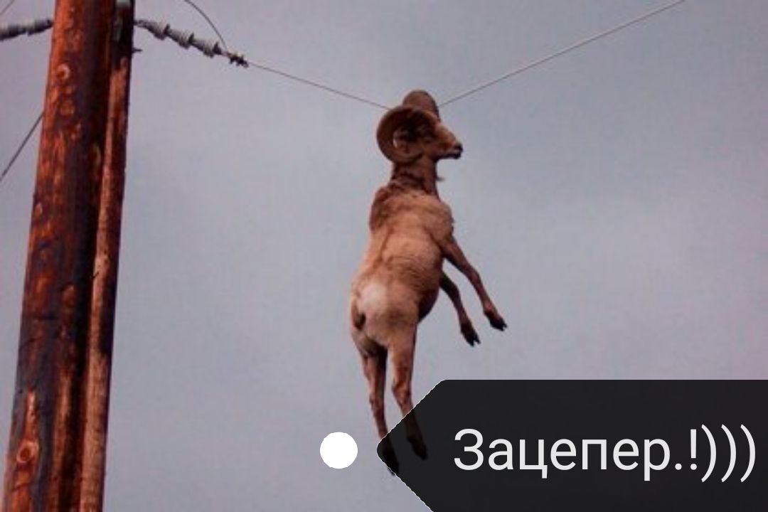 Зацепер