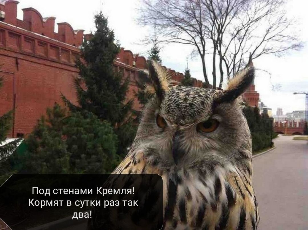 Под стенами Кремля Кормят в сутки раз так два
