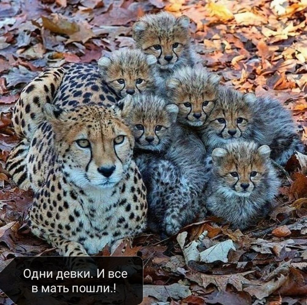 Одни девки И все в мать пошли