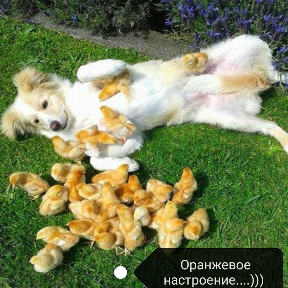 Ж Оранжевое настроение