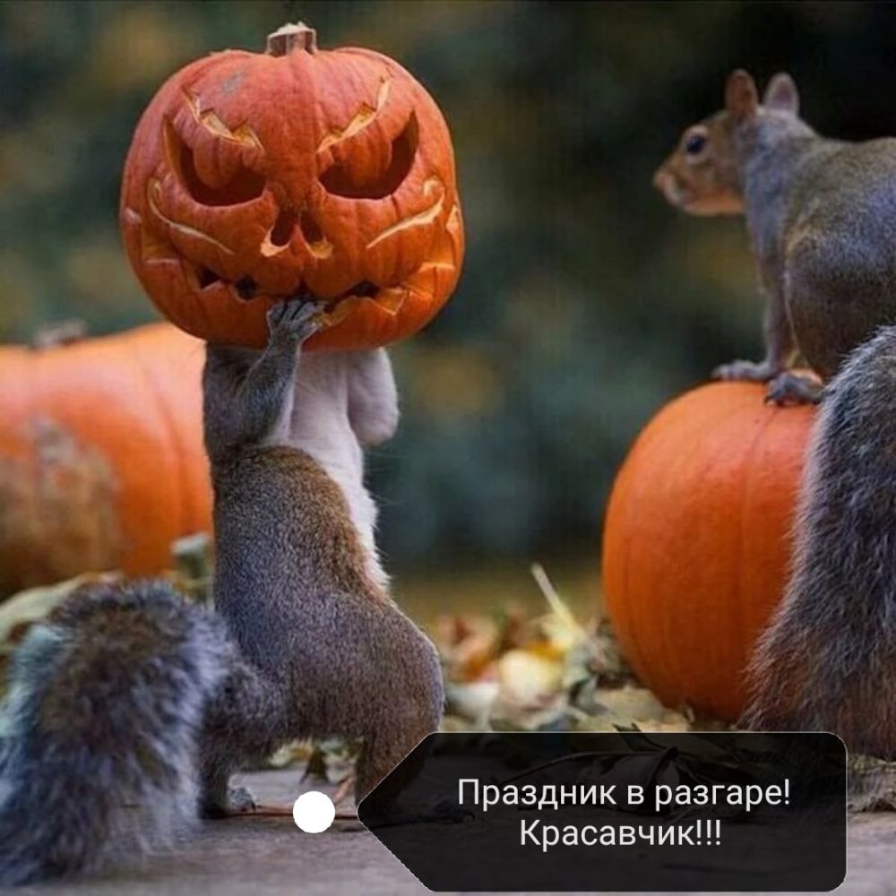 Праздник в разгаре Красавчик