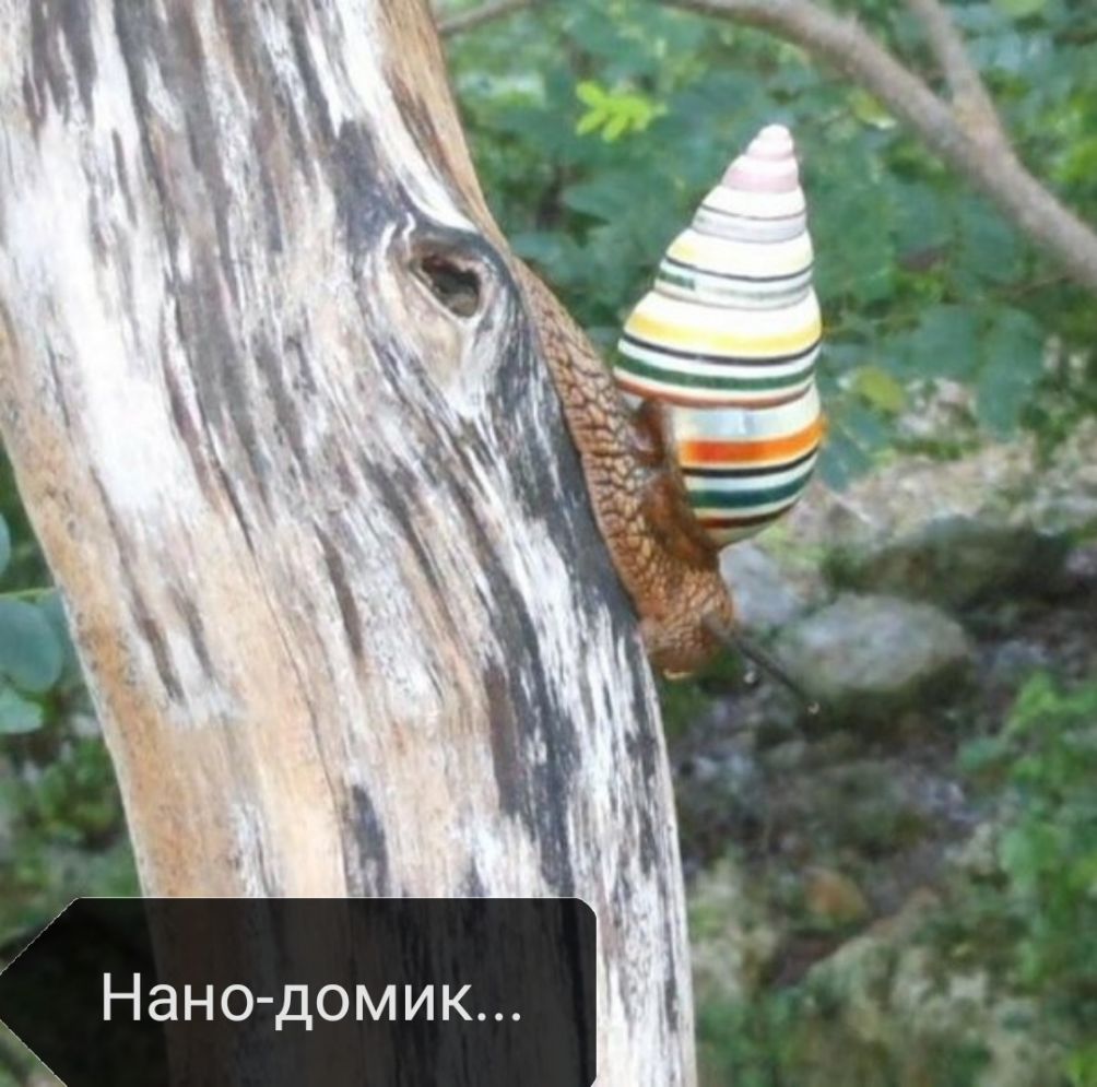 Нанодомик