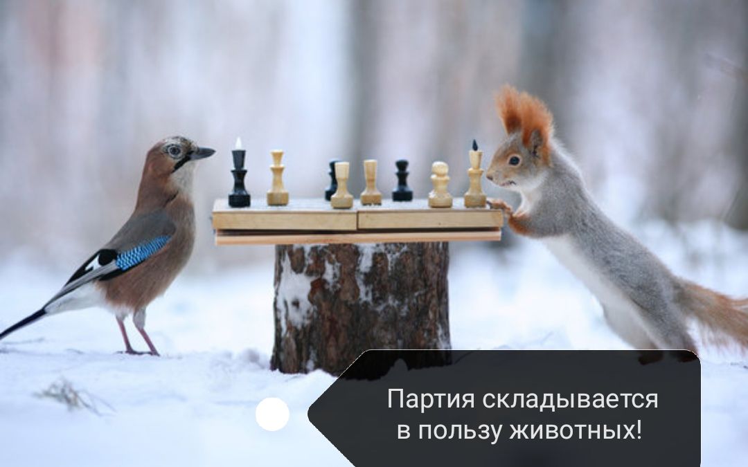 Партия складывается в пользу животных