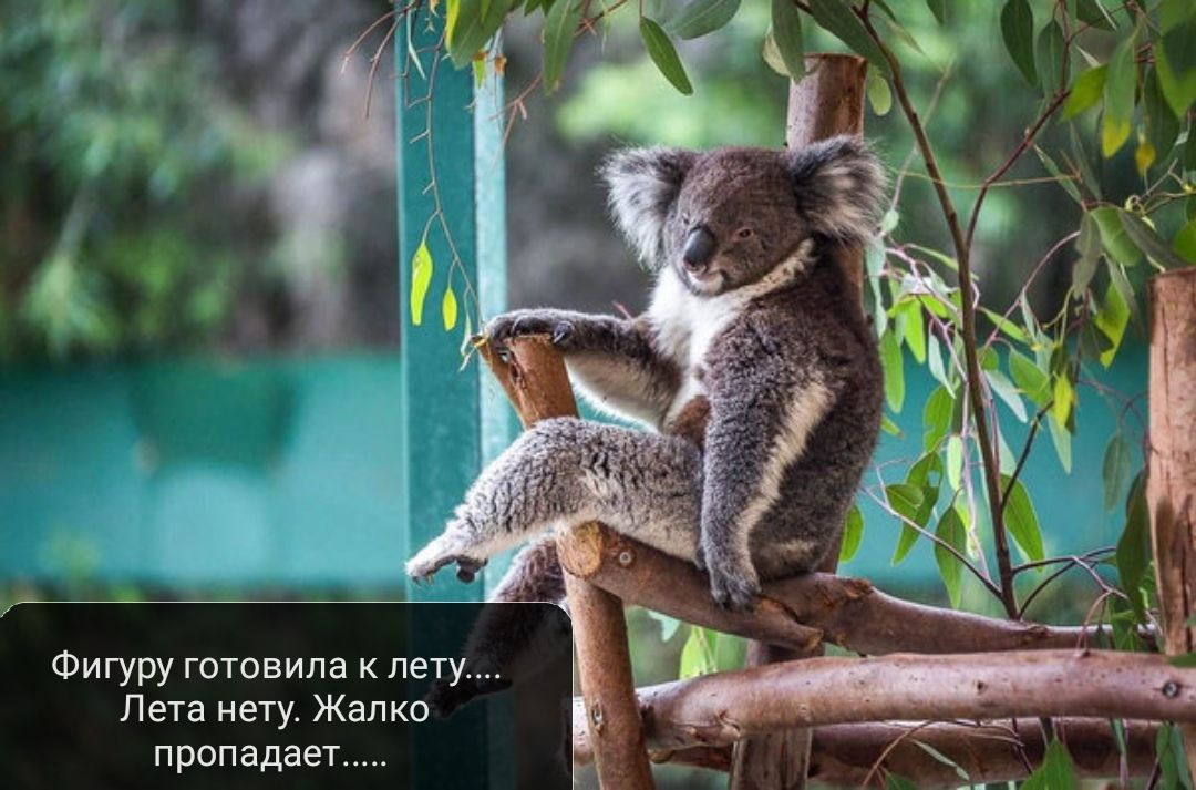 Фигуру готовила к лету Лета нету4 Жалко пропадает 44444