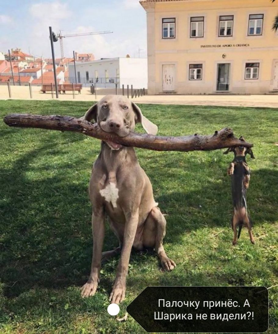 п пппл щим дю Палочку принёс А Шарика не видели