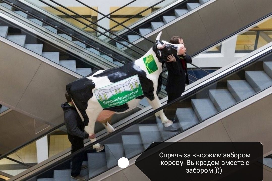 Спрячь за высоким забором забором корову Выкрадем вместе с