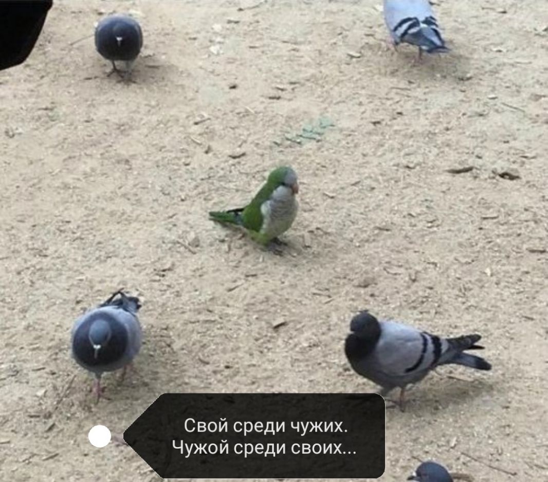 Свой среди чужих Чужой среди своих