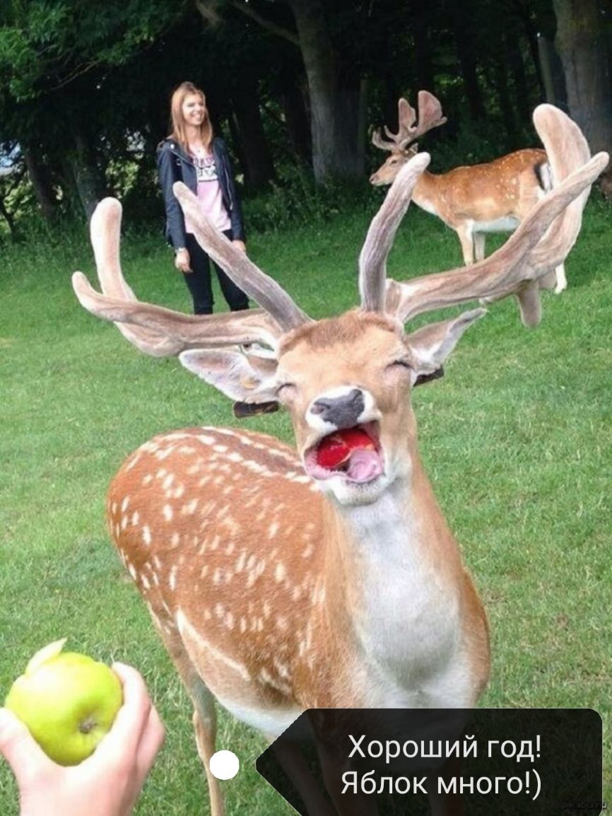 Хороший год Яблок много