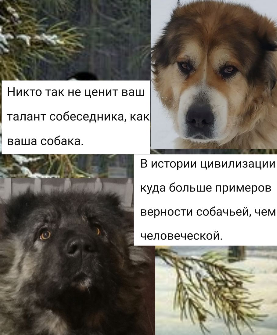 НИКТО так не ЦЕНИТ ваш талант СОбЕСеДНИКЭ как ваша собака В истории цивилизации куда больше примеров верности собачьей чем человеческой