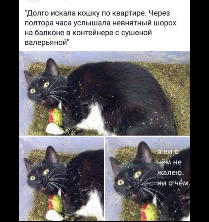 Долго искала кошку по квартире Через полтора часа услышала невнятный шорох на балконе в контейнере с сушеной ваперьяной