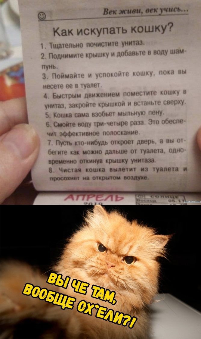 Век жшш ш к учить Как искупать кошку 1 м _ шшп или д мы тд ч ьі _ _ и л и мнии и и ч мм л ш щ ш ш мгц ми онмув Цчлу или Чщчч пицца Билет их чаш ы им а шци вишу