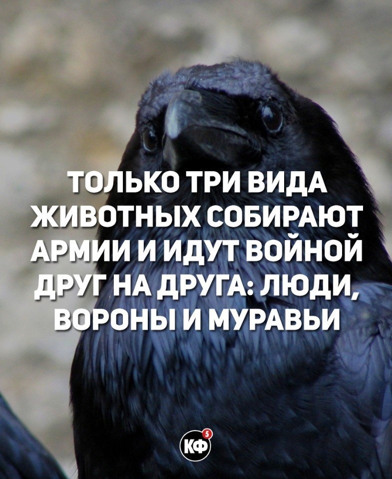 ТНЫХ СОБИЕАЮТ ч 523 нои