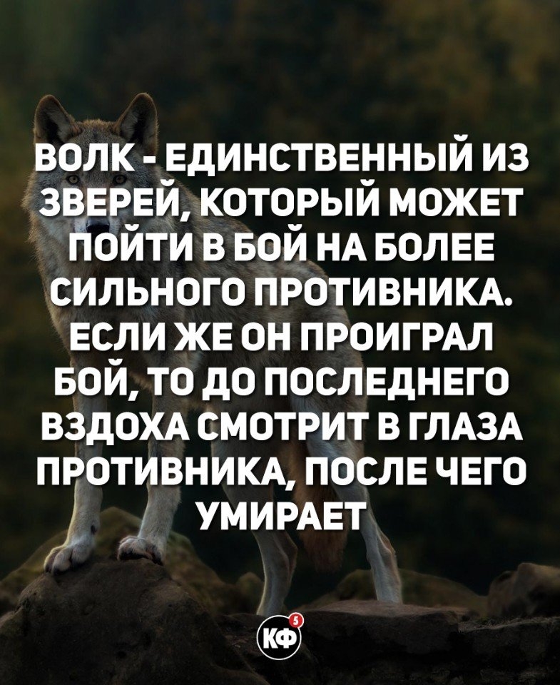 волк ЕдинсТВЕнный из ЗВЕРЕй который МОЖЕТ піойтй в вой НА БОЛЕЕ ильного противним Если ЖЕ он ПРОИГРАЛ БОЙ то до посЛЕДНЕго вздож смотрит в ГЛАЗА противним посЛЕ ЧЕГО УМИРАЕТ