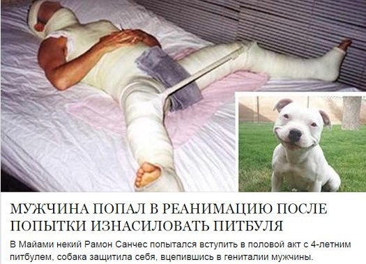 МУЖЧИНА ПОПАЛ В РЕАНИМАЦИЮ ПОСЛЕ ПОПЫТКИ ИЗНАСИЛОВАТЬ ПИТБУЛЯ в Мвивми некий Рамин Санчес пипытапся вступить в пвпввви ап Агнетиим питбулем сабака пщитпа себя вцепившись в гениталии мужчины