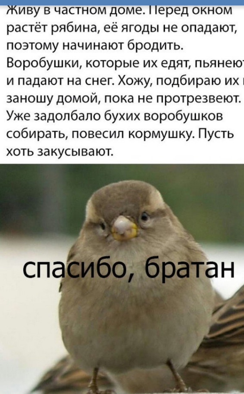 иву в частном доме еред окном растёт рябина её ягоды не опада ют поэтому начинают бродить Воробушки которые их едят пьянею и падают на снег Хожу подбираю их заношу домой пока не протрезвеют Уже задолбало бухих воробушков собирать повесил кормушку Пусть ХОТЬ за КУСЫ Вд ЮТ