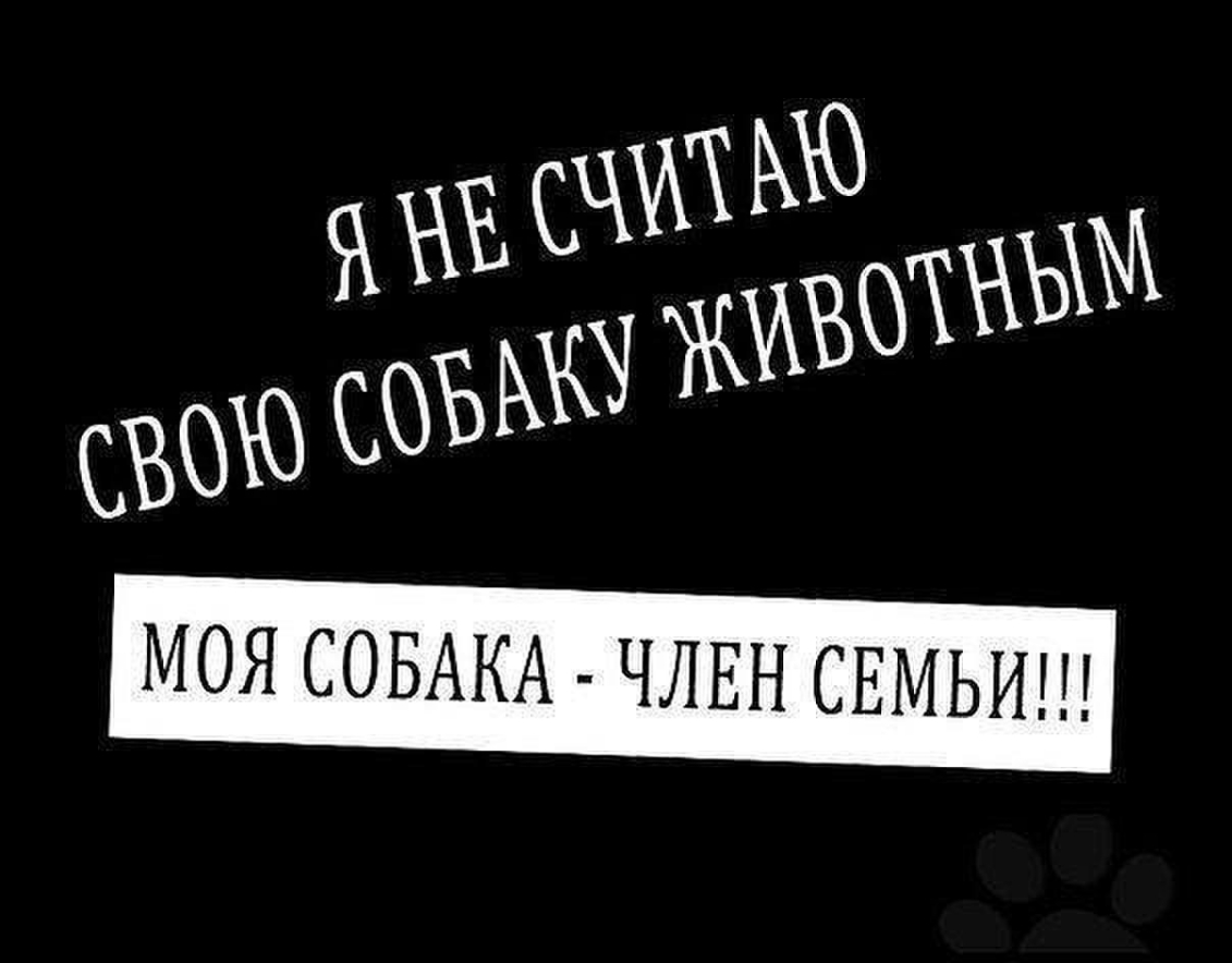 МОЯ СОБАКА ЧЛЕН СЕМЬИ