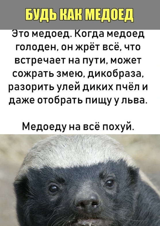 БУДЬ ШШ МЕДВЕД то медоед огда медоед голоден он жрёт всё что встречает на пути может сожрать змею дикобраза разорить улей диких пчёл и даже отобрать пищуульва Медоеду на всё похуй