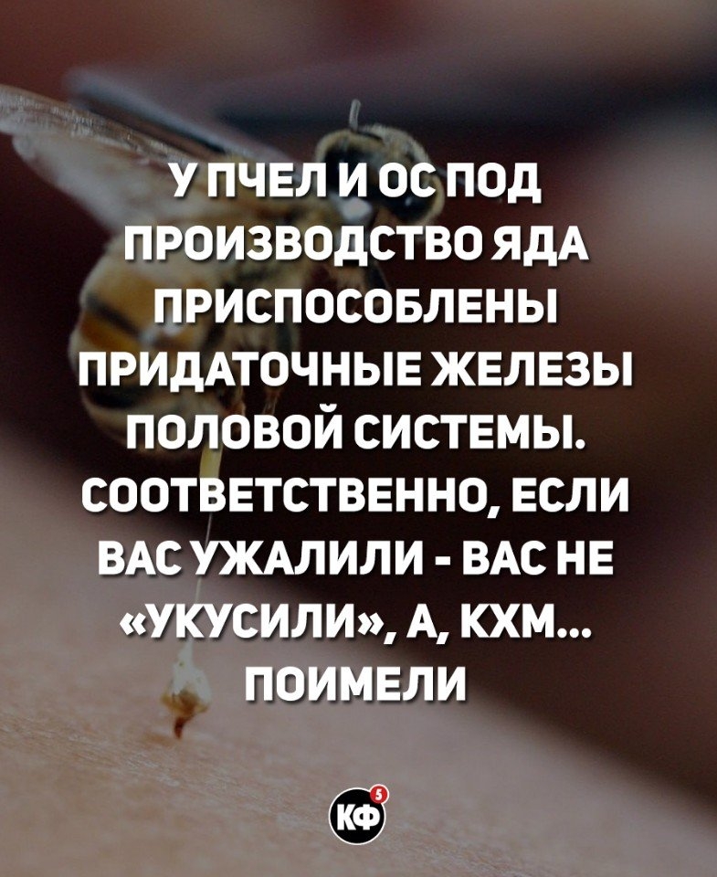 У ПЧЕЛ И ОС ПОД ПРОИЗВОДСТВО ЯдА ПРИСПОСОБЛЕНЫ ПРИДАТОЧНЫЕ ЖЕЛЕЗЫ ПОЛОВОЙ СИСТЕМЫ СООТВЕТСТВЕННО ЕСЛИ ВАС УЖАЛИЛИ ВАС НЕ УКУСИЛИ А КХМ ПОИМЕЛИ